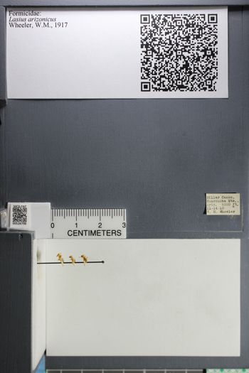 Media type: image; Entomology 526796